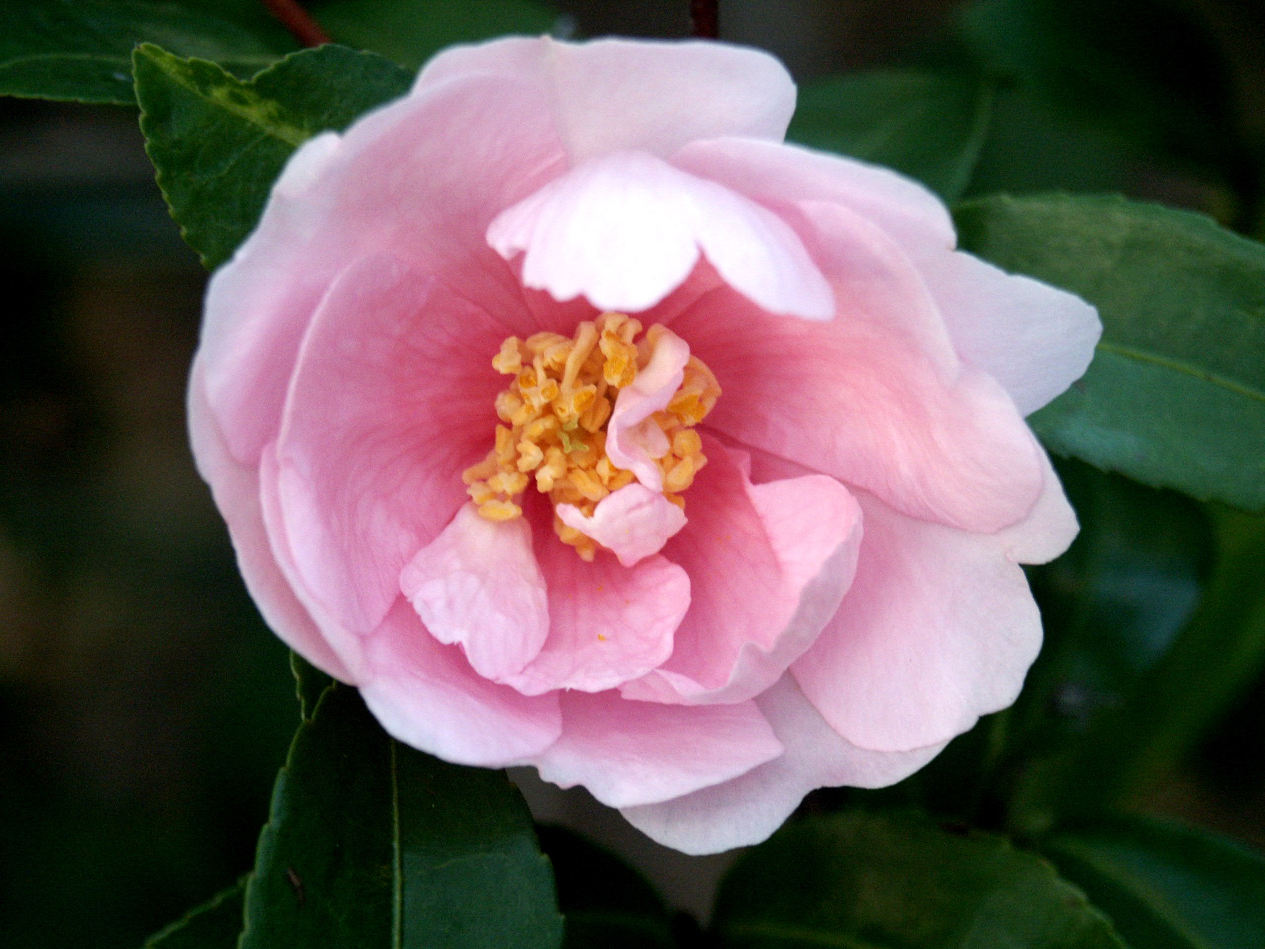 CAMELIA_SASANQUA1.JPG (831228 byte)